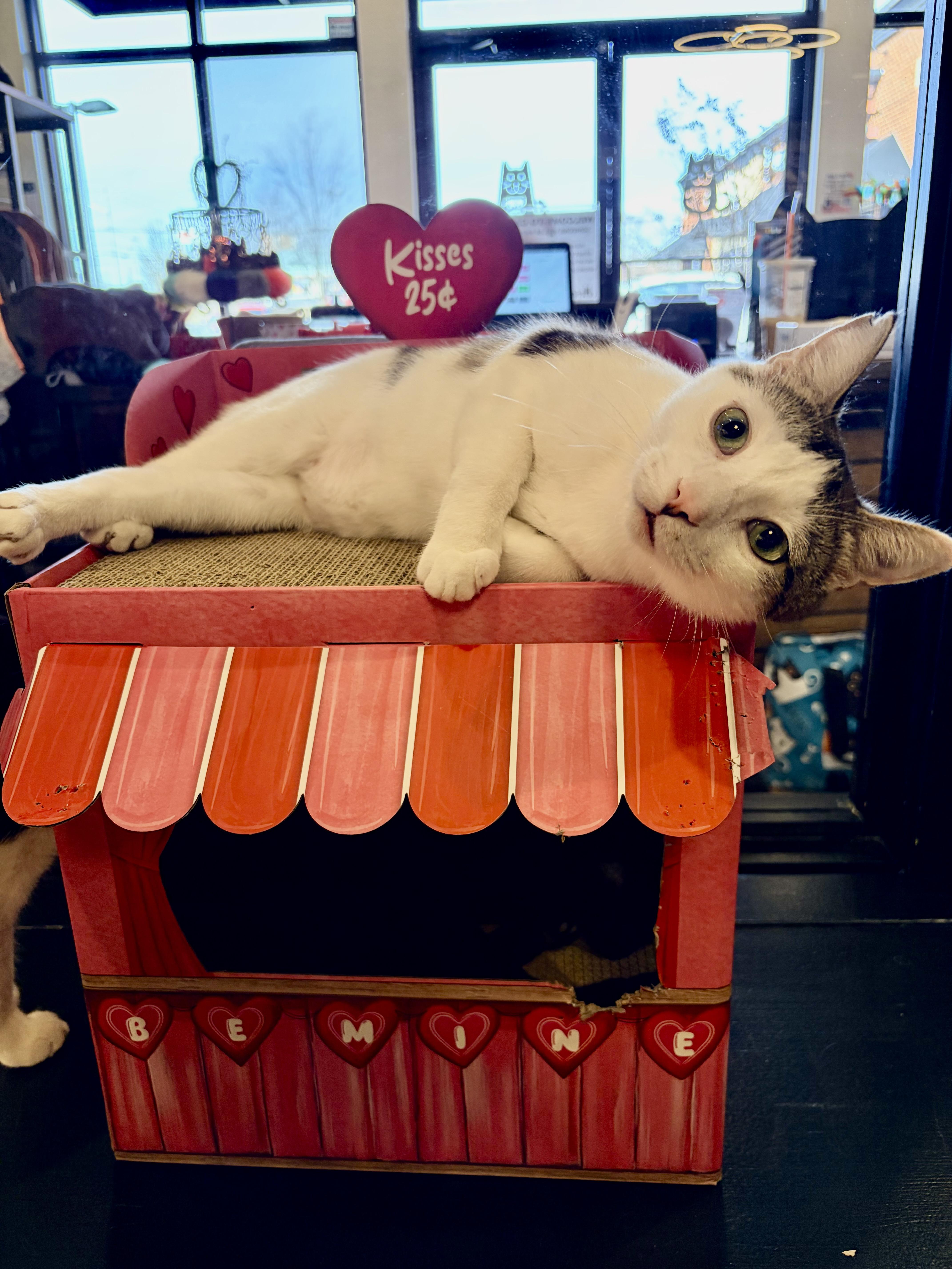 Enlarge Bobby, a ADOPTABLE mixed breed in Murfreesboro, TN image 2/5