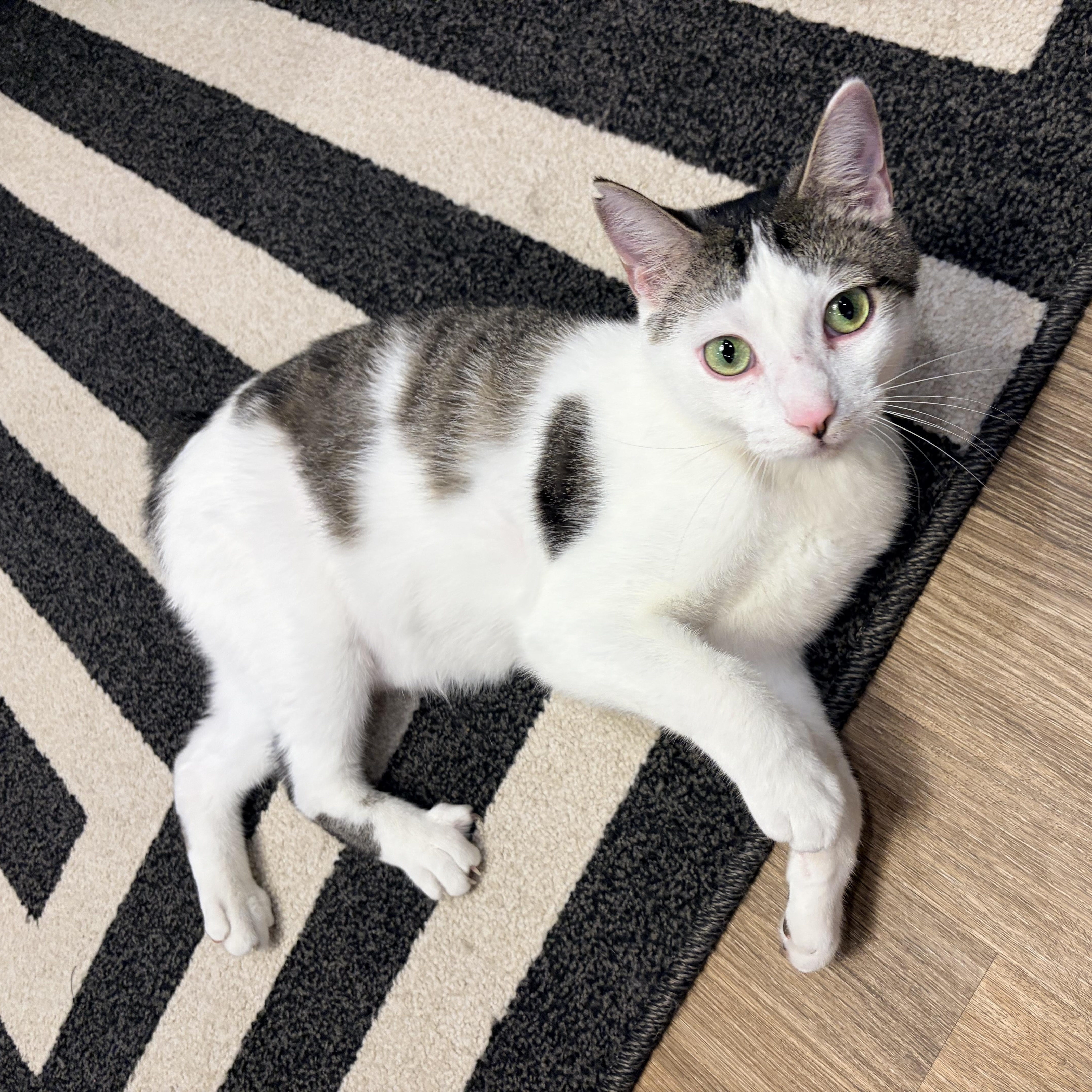 Enlarge Bobby, a ADOPTABLE mixed breed in Murfreesboro, TN image 1/5