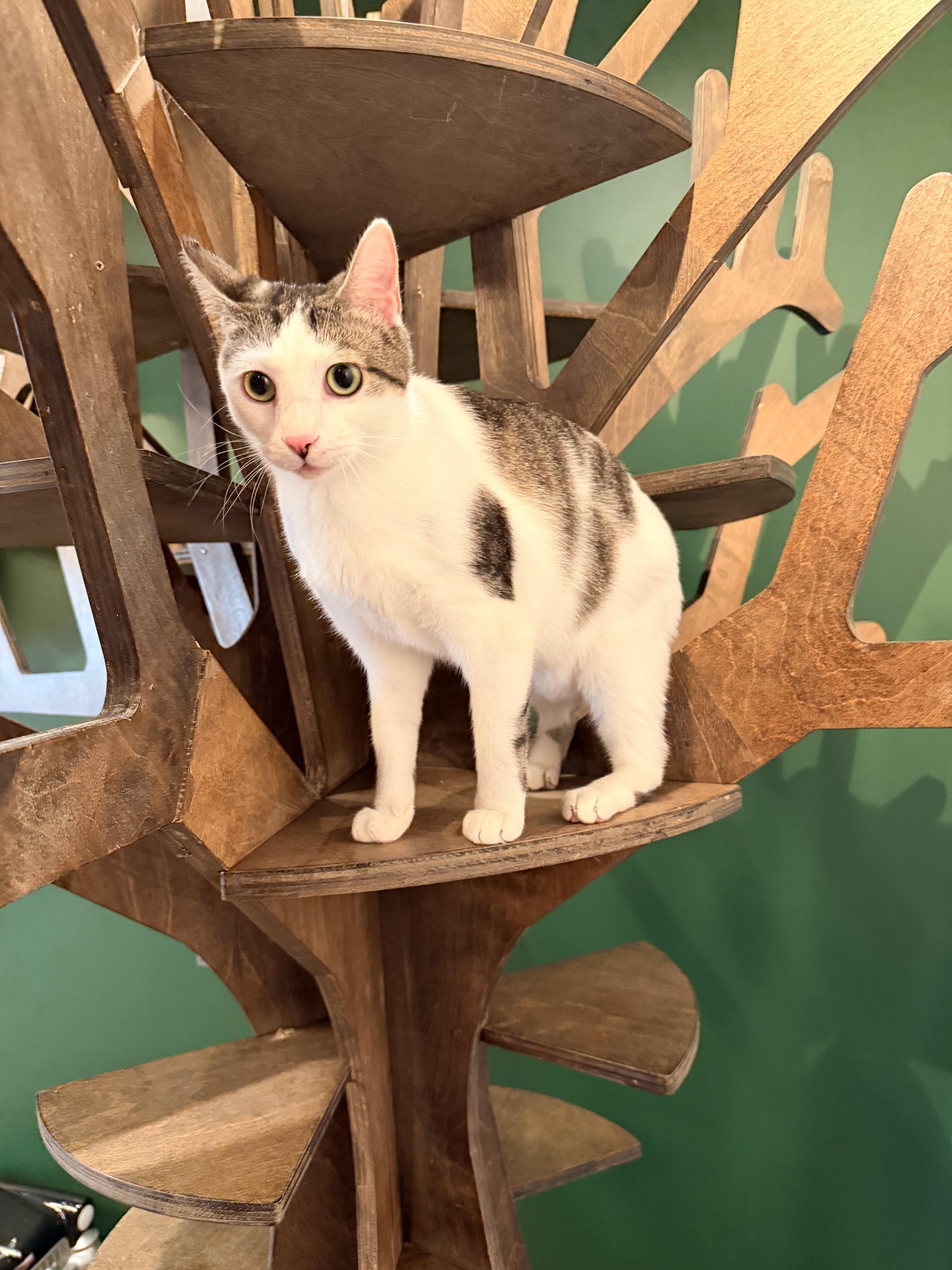 Enlarge Bobby, a ADOPTABLE mixed breed in Murfreesboro, TN image 5/5