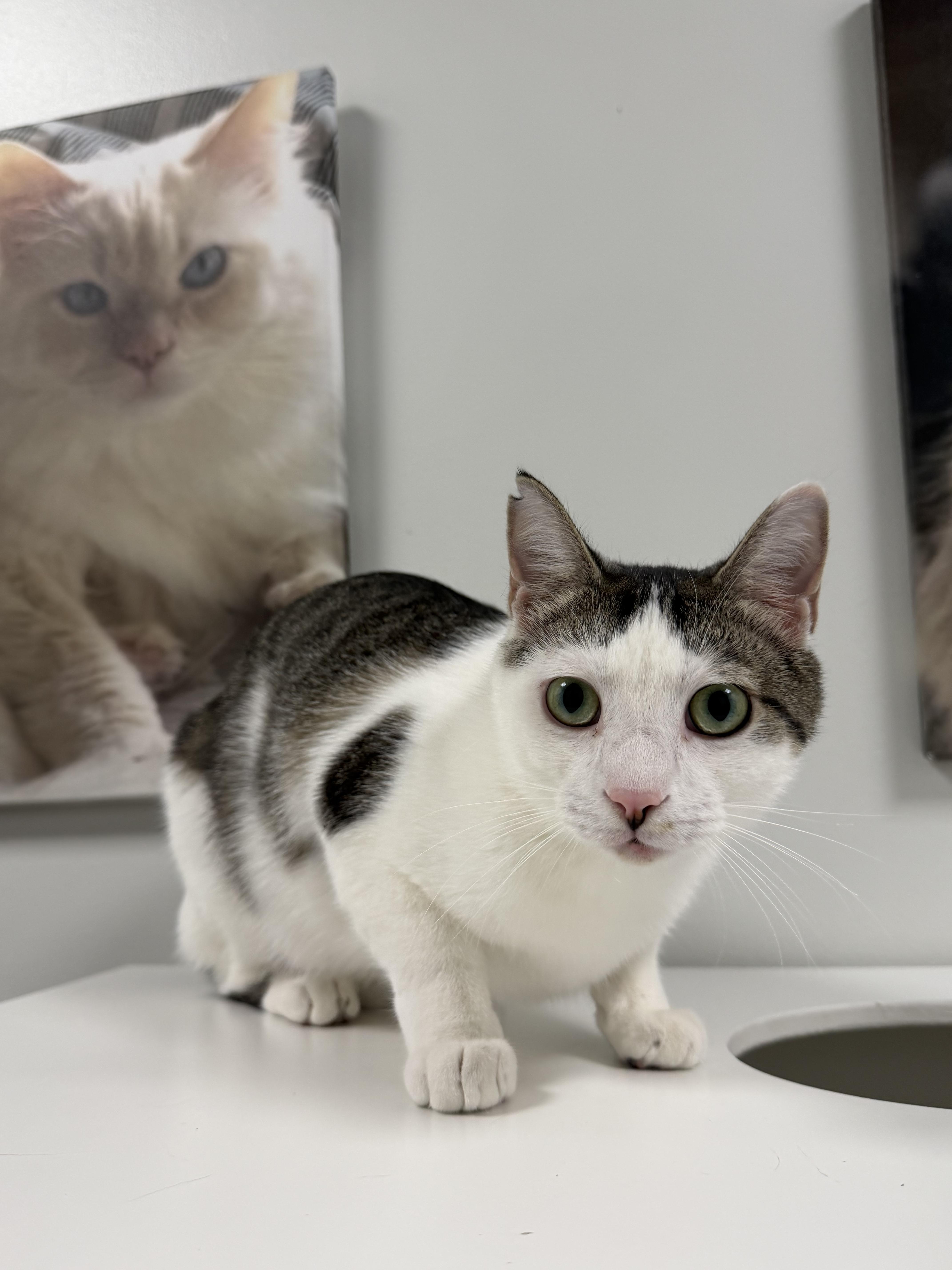 Enlarge Bobby, a ADOPTABLE mixed breed in Murfreesboro, TN image 4/5