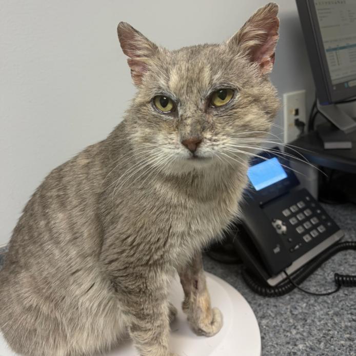 Enlarge Lancaster, a Adoptable Domestic Short Hair in Washington, DC image 1/3