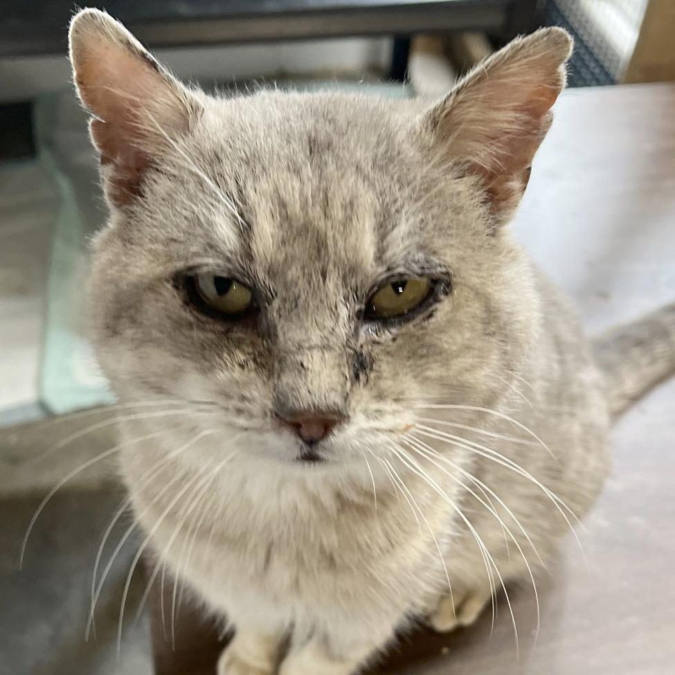 Enlarge Lancaster, a Adoptable Domestic Short Hair in Washington, DC image 2/3