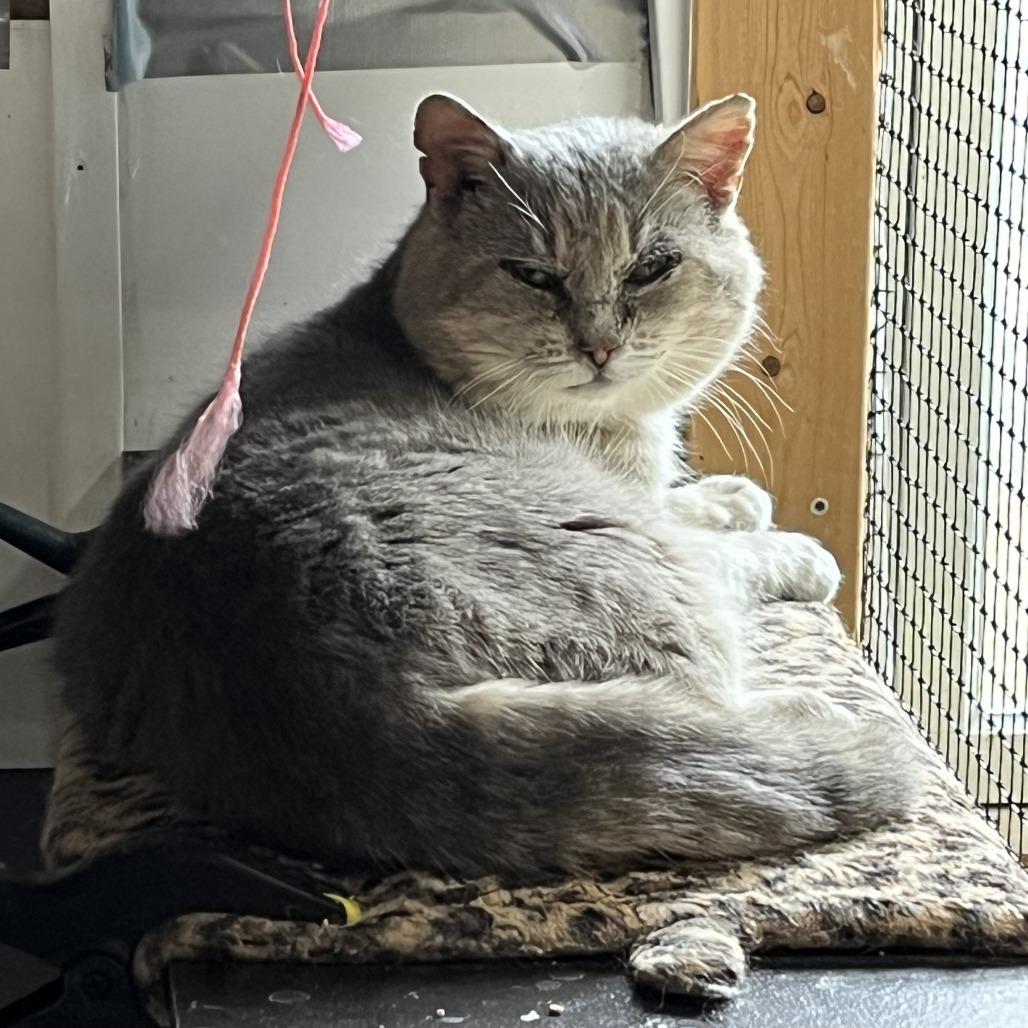 Enlarge Lancaster, a Adoptable Domestic Short Hair in Washington, DC image 3/3