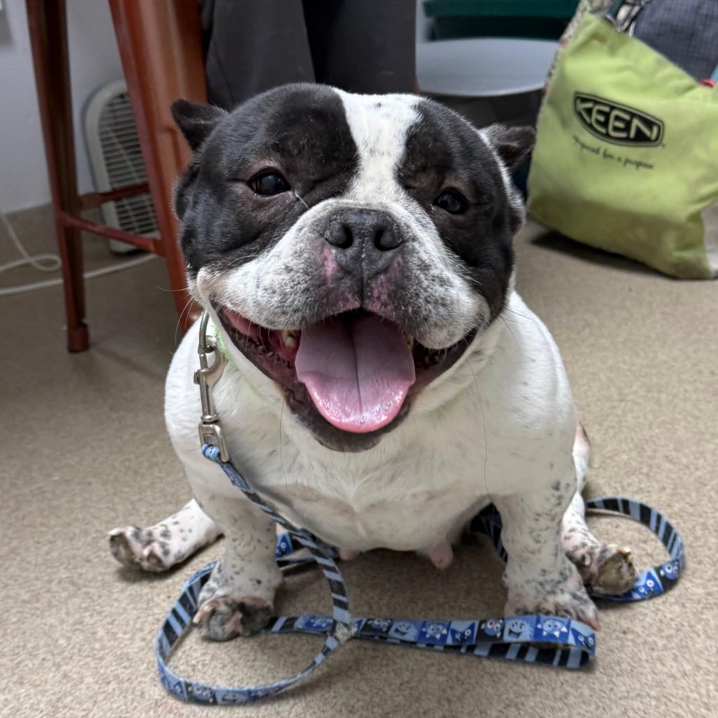 Enlarge Pumpkin, a Adoptable mixed breed in Brookfield, WI image 1/6