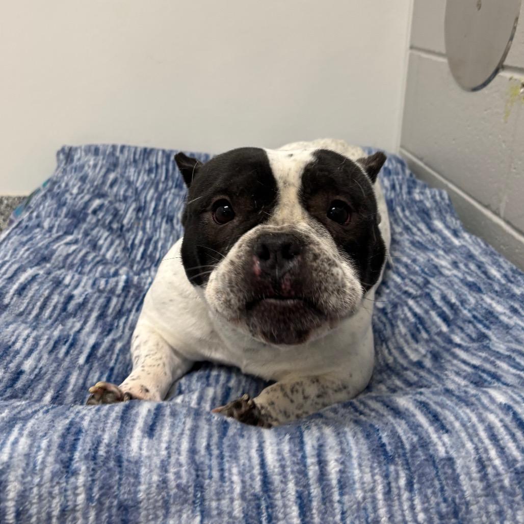 Enlarge Pumpkin, a Adoptable mixed breed in Brookfield, WI image 2/6