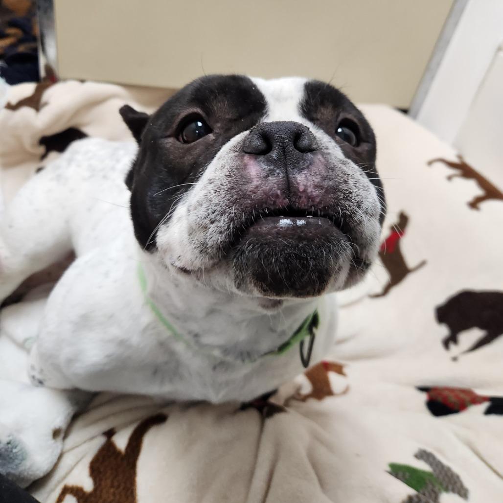 Enlarge Pumpkin, a Adoptable mixed breed in Brookfield, WI image 3/6