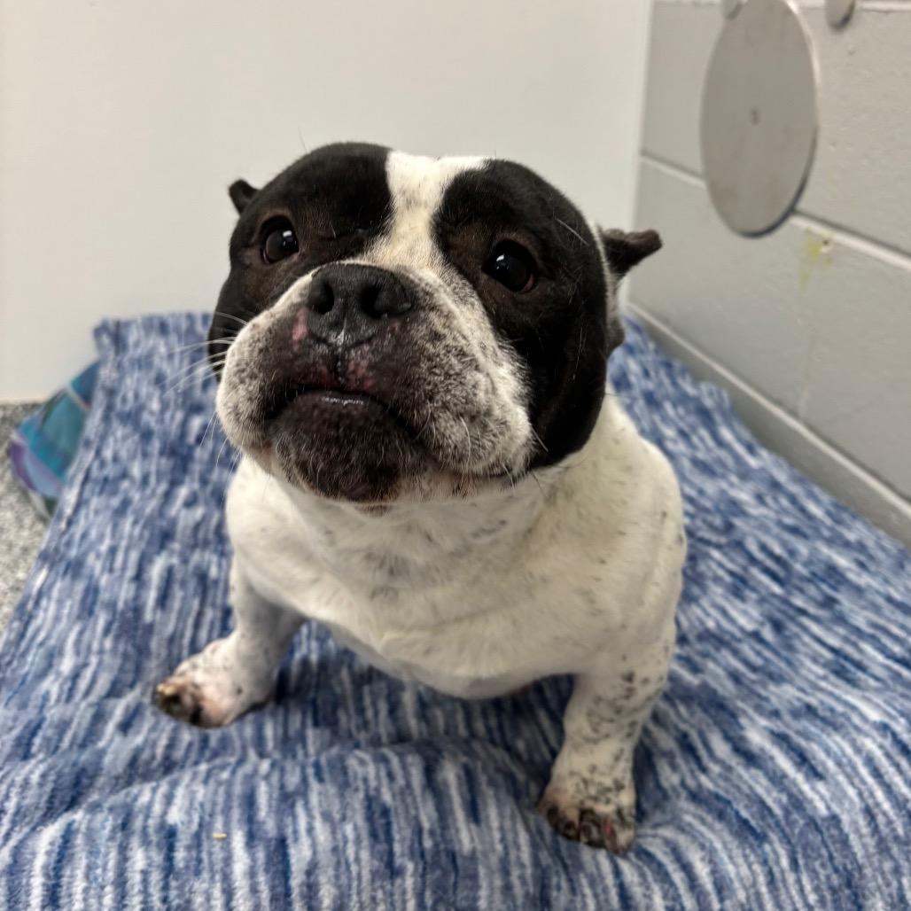 Enlarge Pumpkin, a Adoptable mixed breed in Brookfield, WI image 5/6