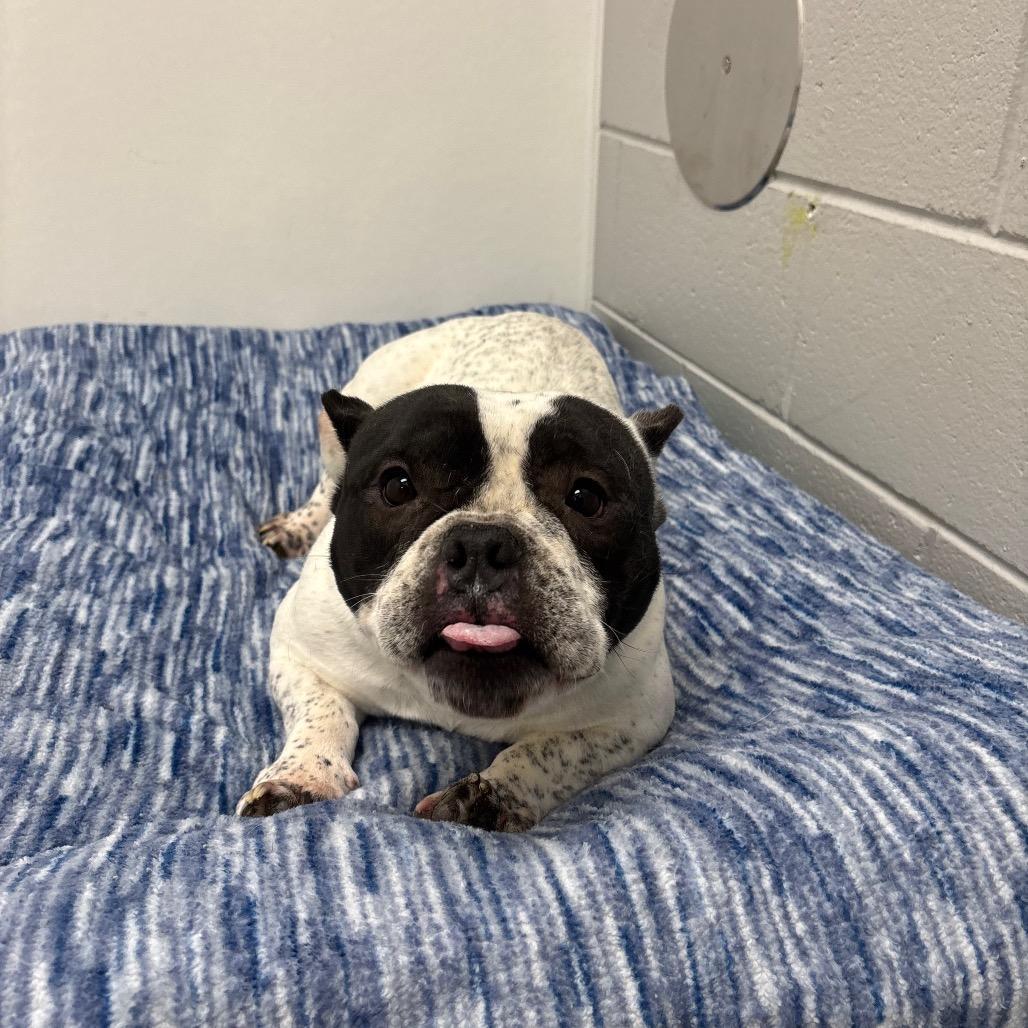 Enlarge Pumpkin, a Adoptable mixed breed in Brookfield, WI image 6/6