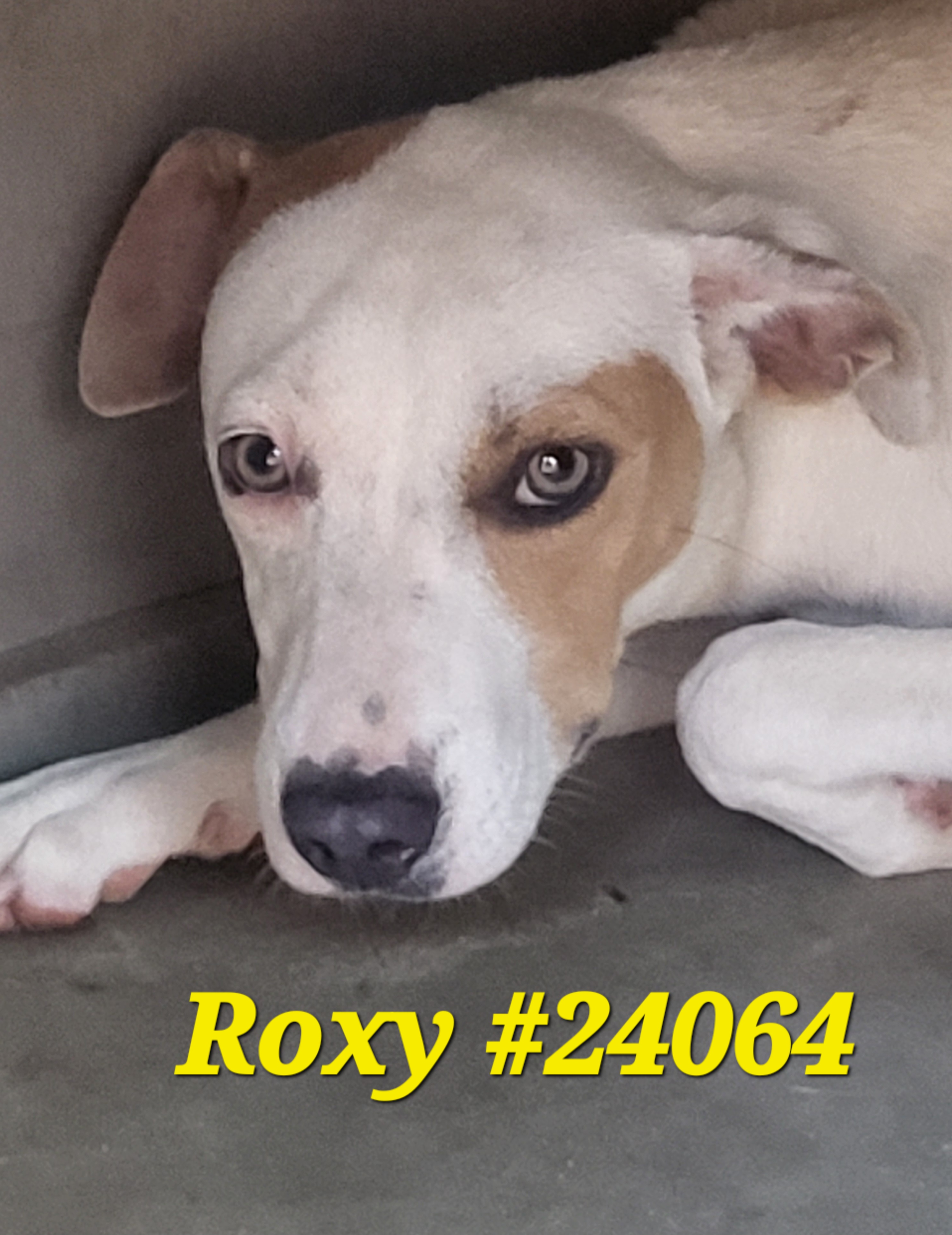 Enlarge Roxy #24064, a Adoptable Mixed Breed in Mexia, TX image 1/1