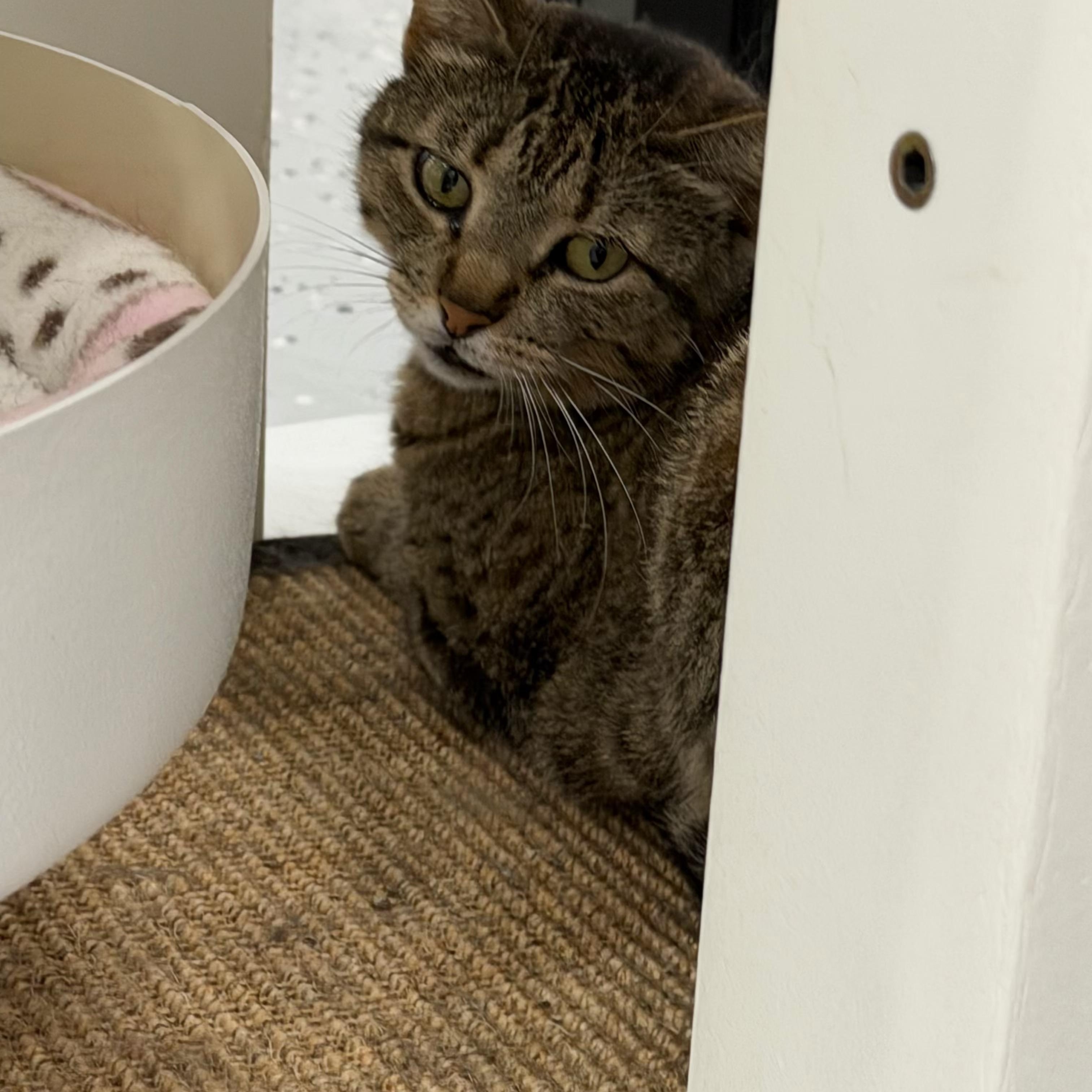 Cheese Nip, a Adoptable Domestic Short Hair in Sherman, TX image 2/5