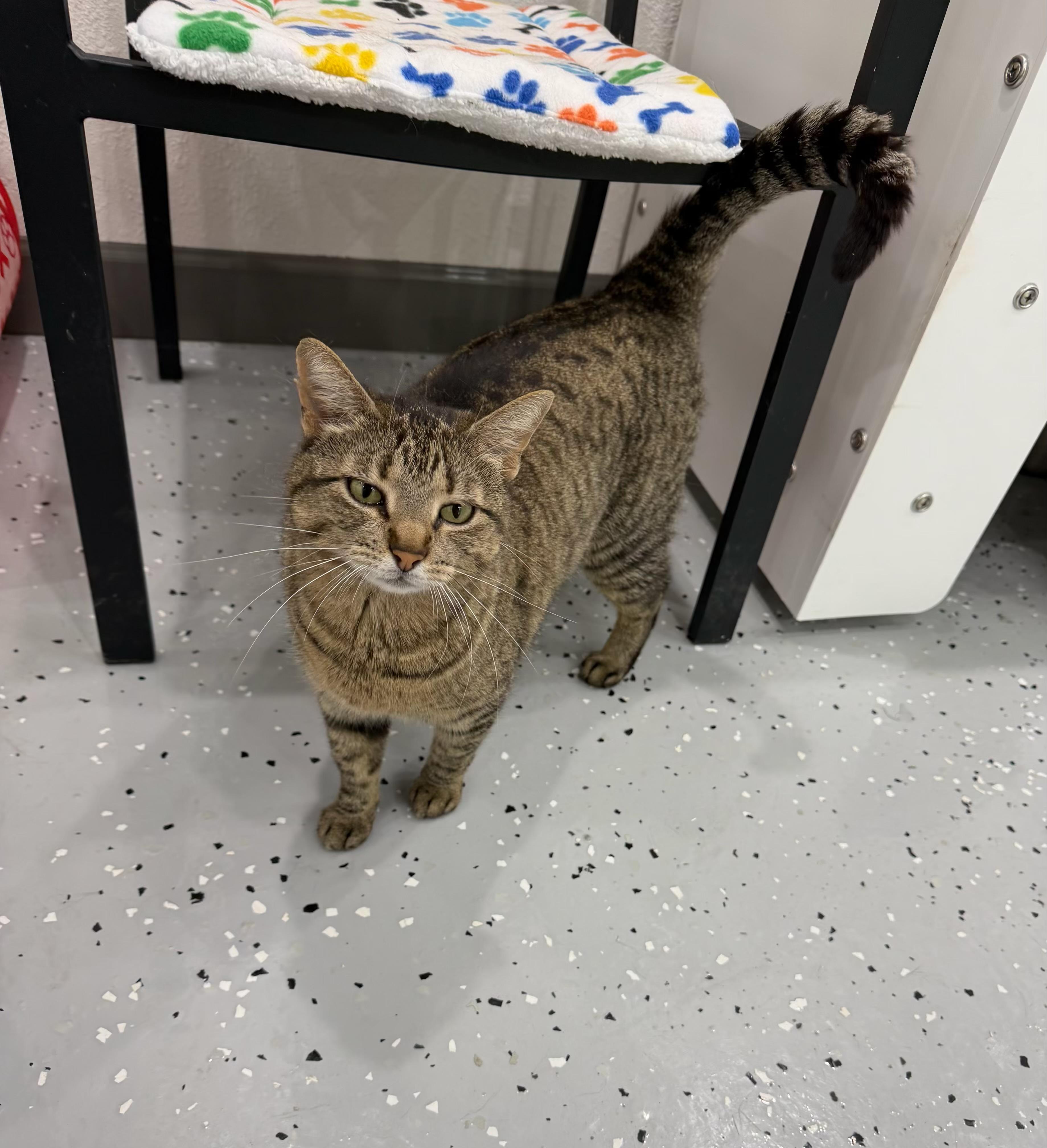 Cheese Nip, a Adoptable Domestic Short Hair in Sherman, TX image 3/5