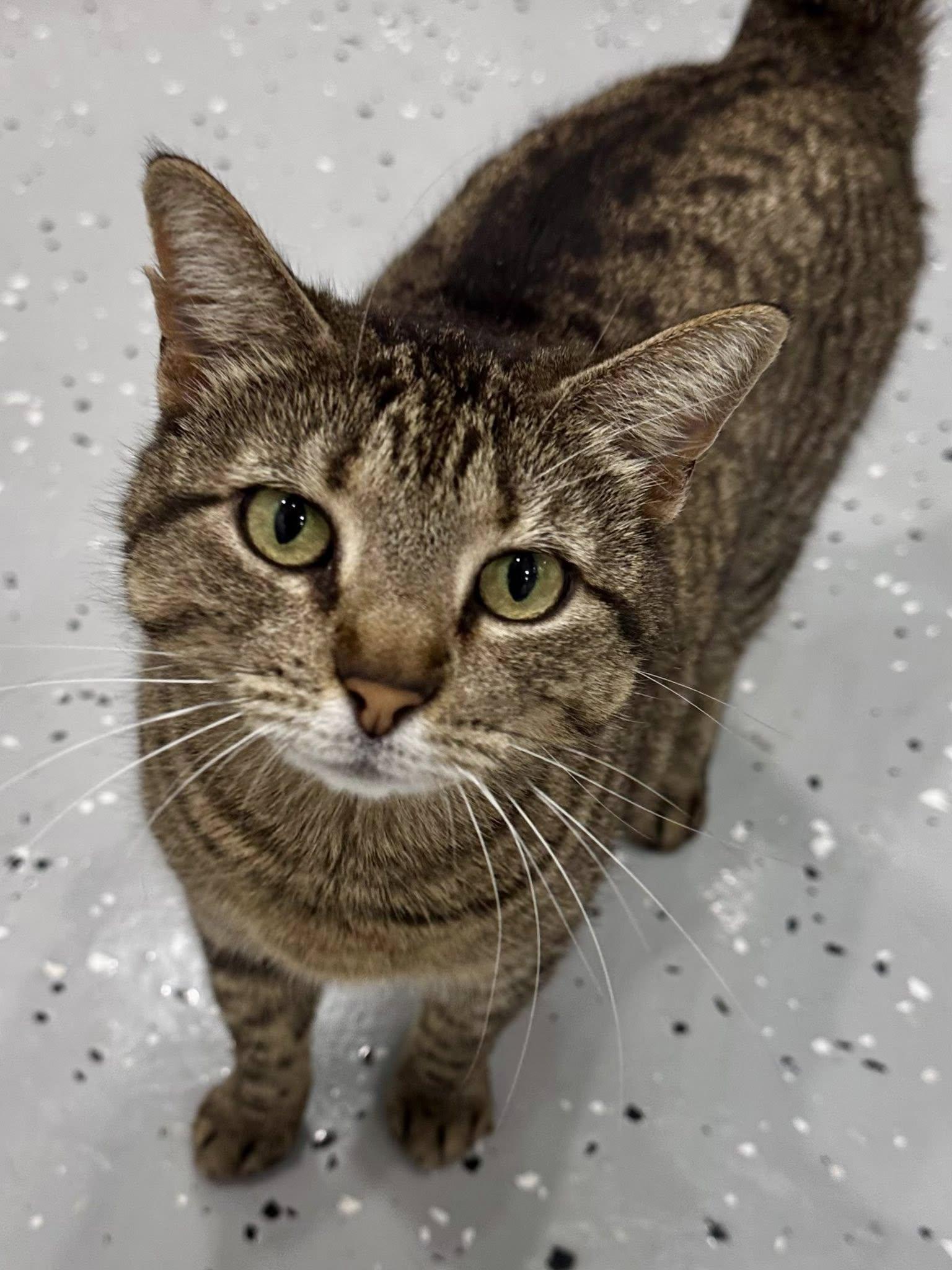 Cheese Nip, a Adoptable Domestic Short Hair in Sherman, TX image 1/5