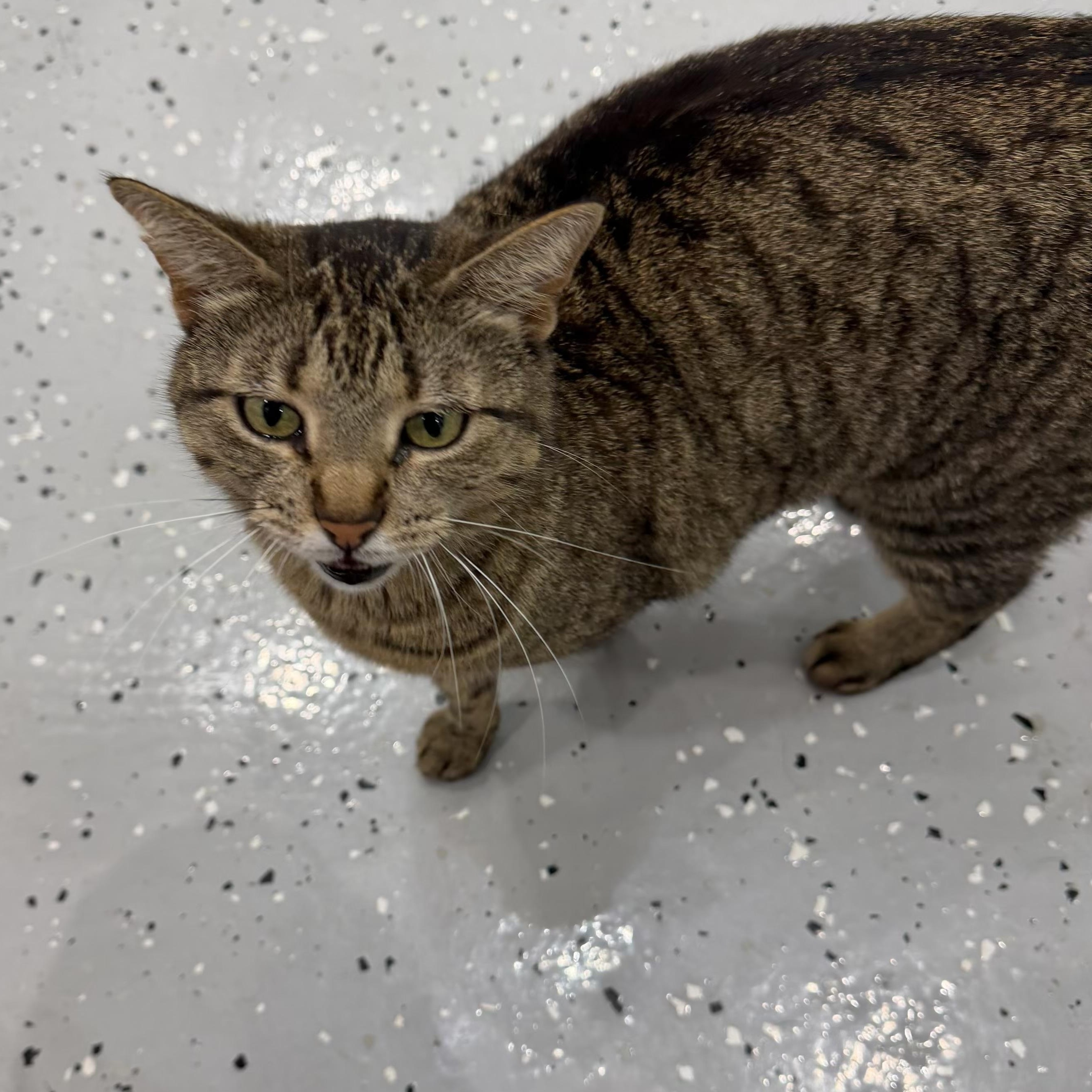 Cheese Nip, a Adoptable Domestic Short Hair in Sherman, TX image 4/5