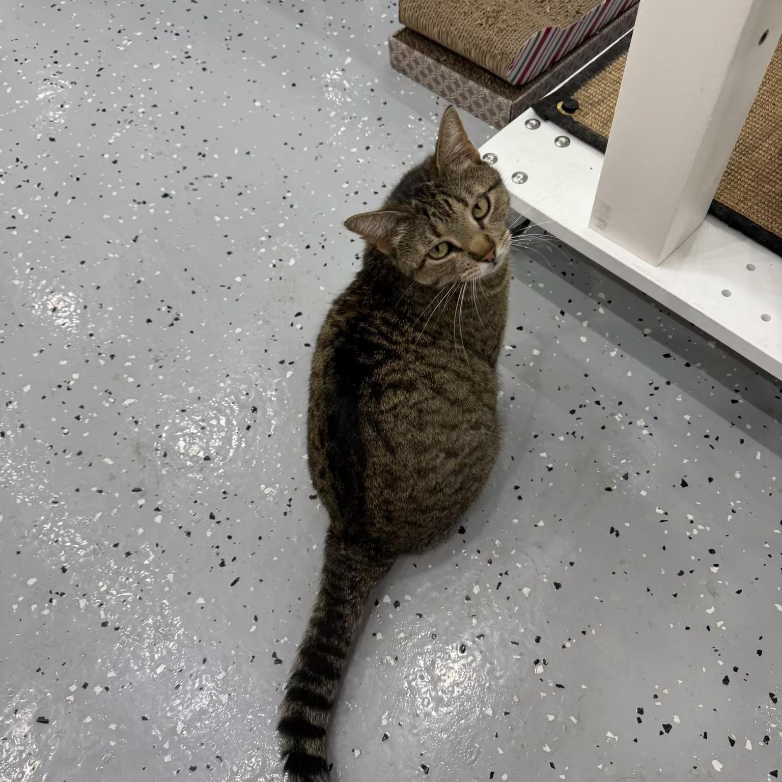 Cheese Nip, a Adoptable Domestic Short Hair in Sherman, TX image 5/5