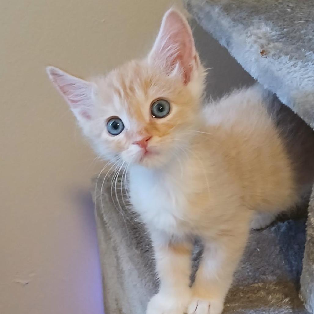 The Lorax, ADOPTABLE, Kitten Male Domestic Medium Hair & Domestic Short Hair.