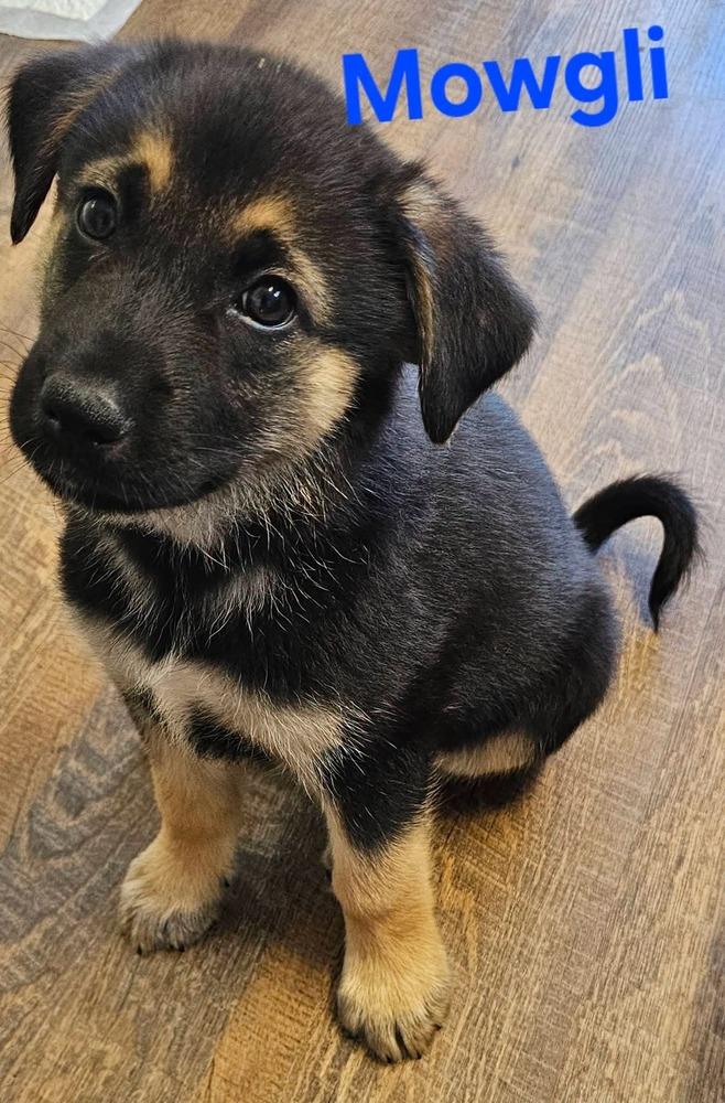 Enlarge Mowgli, a Adopted mixed breed in Santa Rosa, CA image 1/1