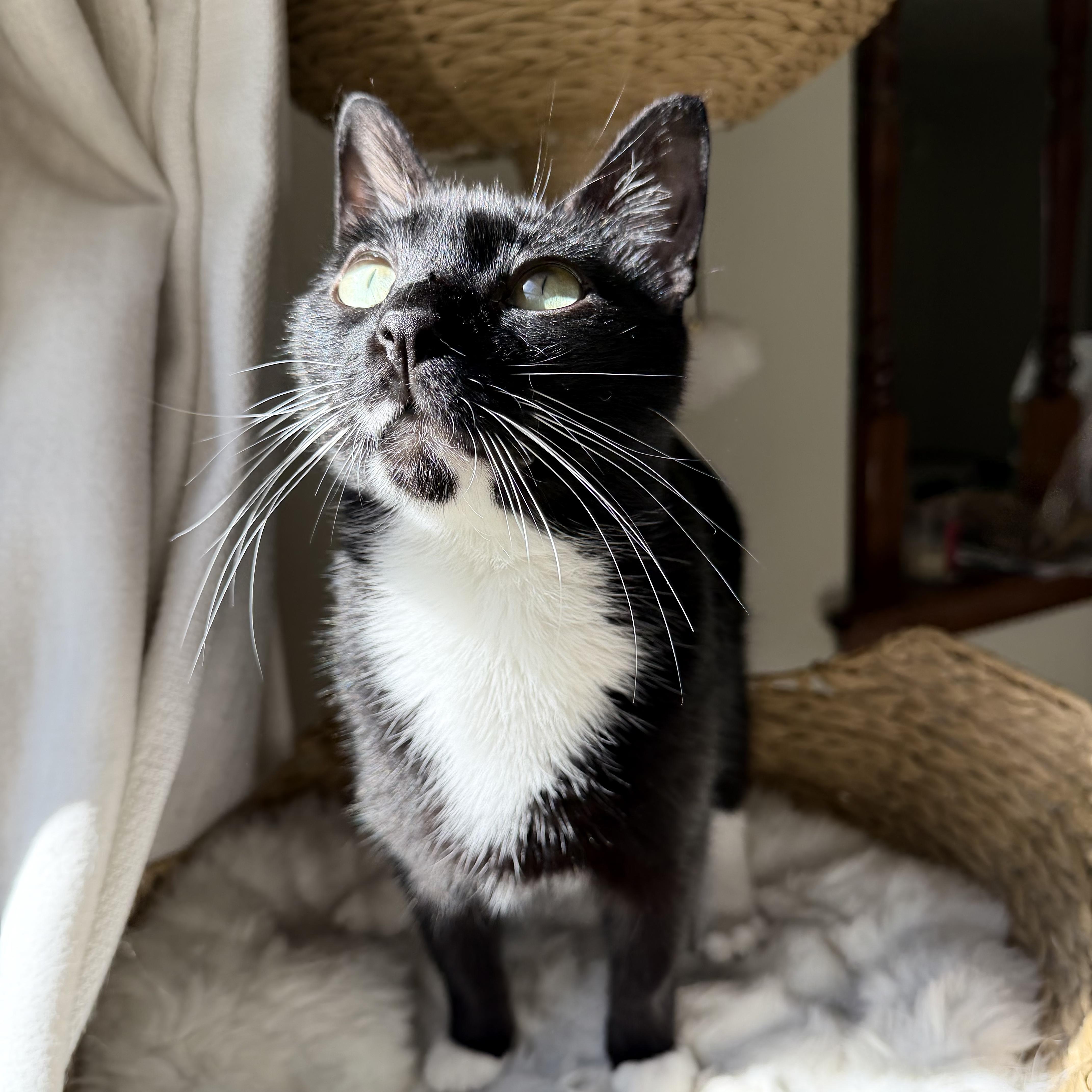 Enlarge Goatee, a Adoptable Tuxedo in Milwaukee, WI image 3/8