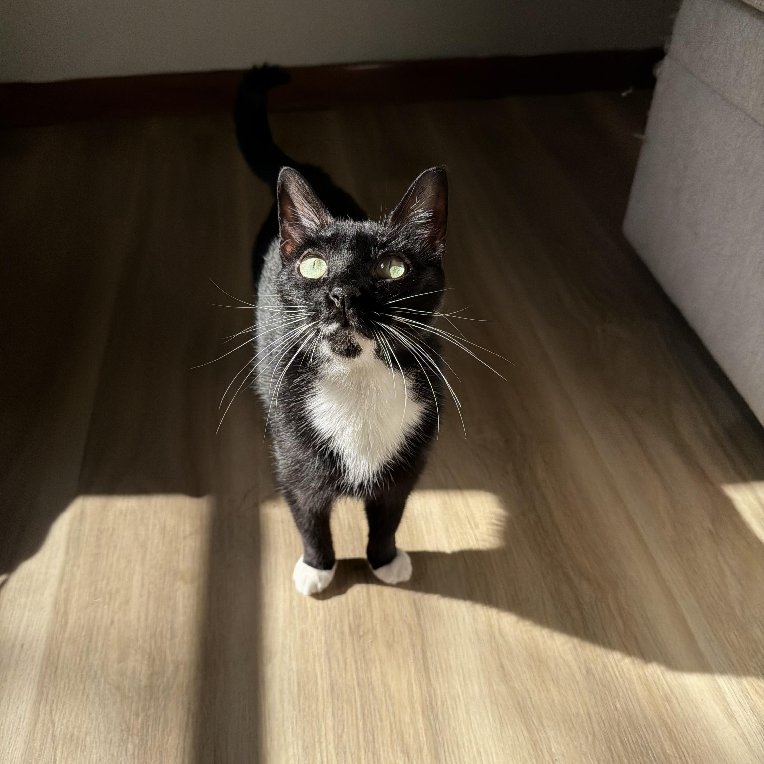 Enlarge Goatee, a Adoptable Tuxedo in Milwaukee, WI image 6/8