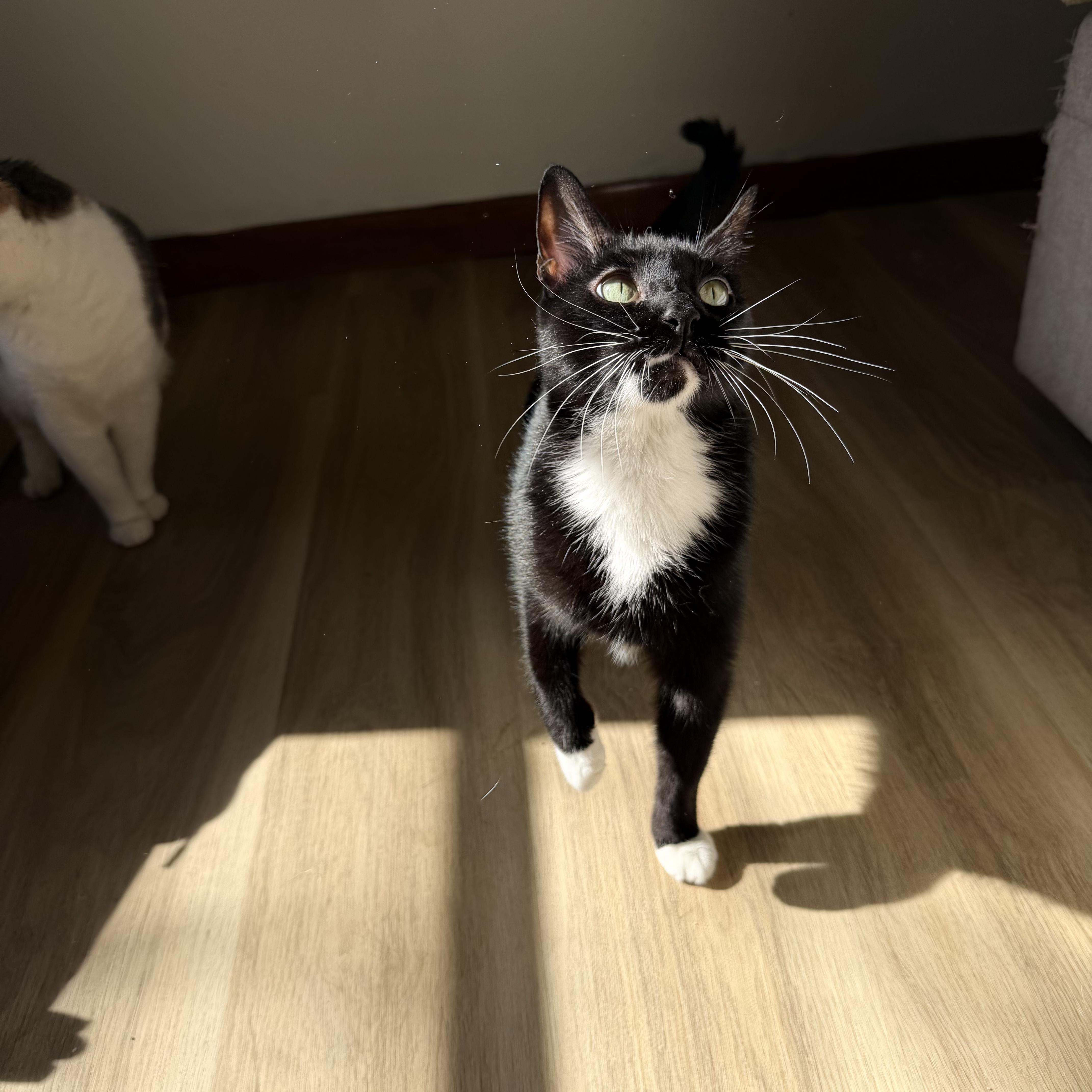 Enlarge Goatee, a Adoptable Tuxedo in Milwaukee, WI image 7/8