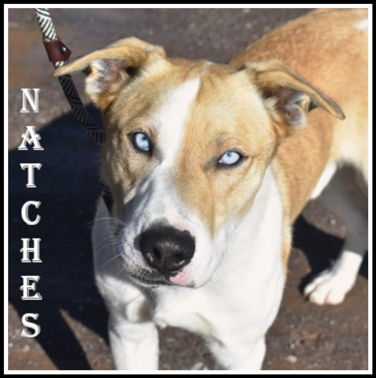 Natches, ADOPTABLE, Adult Male Flat-Coated Retriever.