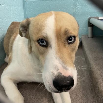 Enlarge Natches, a ADOPTABLE mixed breed in Flagstaff, AZ image 1/1