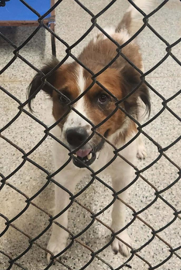 Bailey, Adoptable, Young Male Collie.