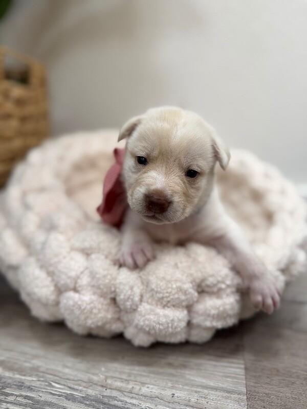 Summer Sunshine — thumbnail 3