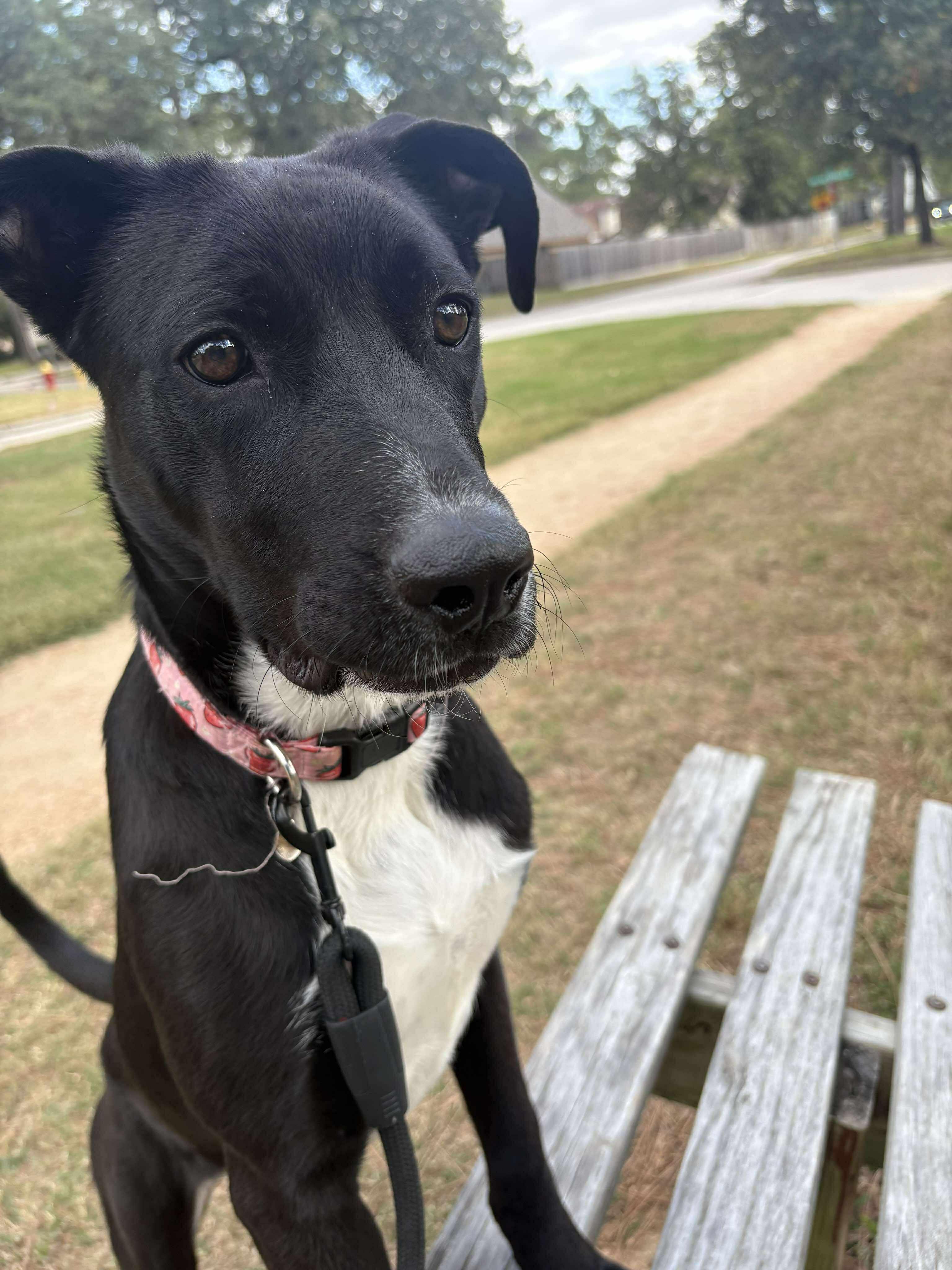 Stacy, Adoptable, Young Female Black Labrador Retriever.