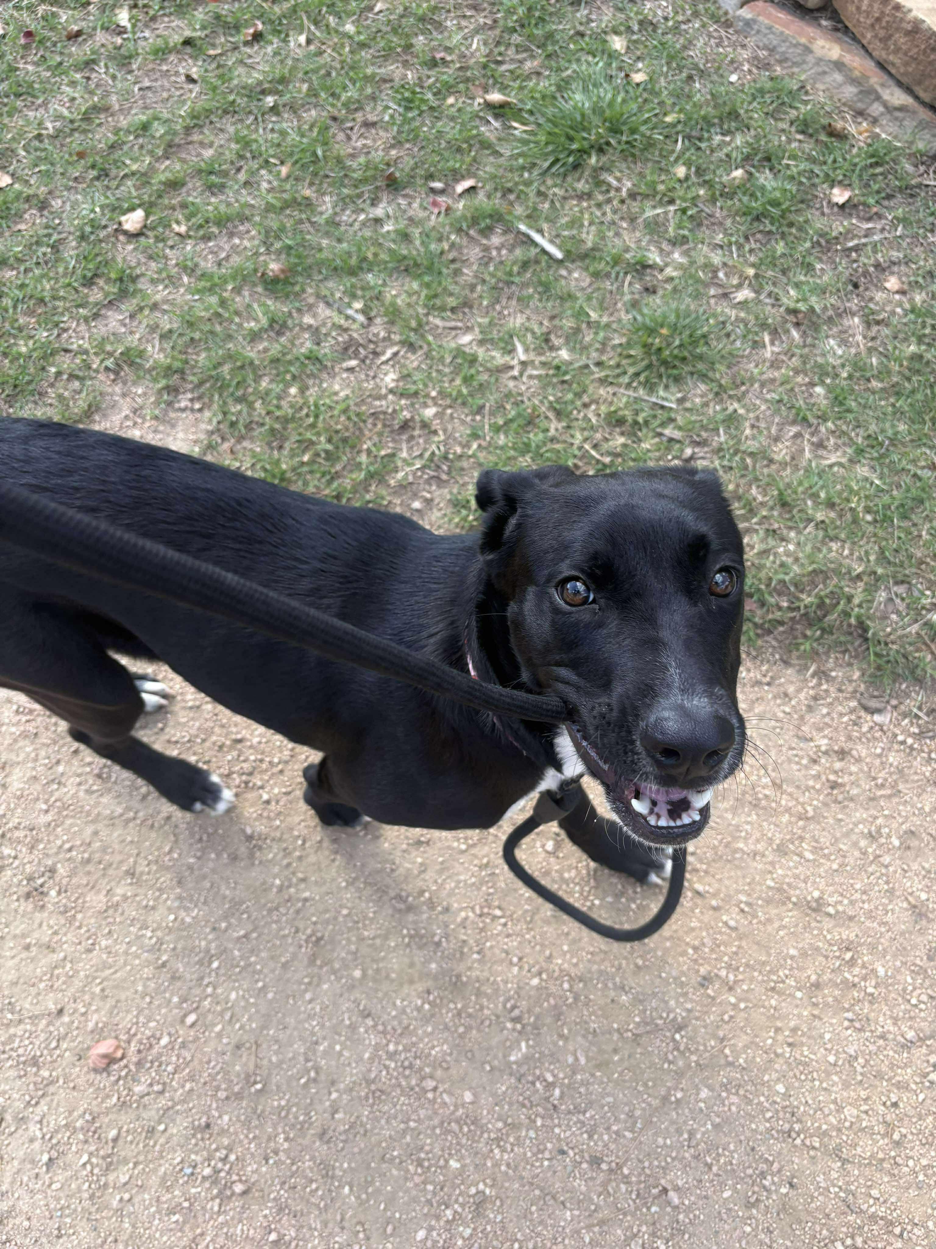 Stacy, a Adoptable Black Labrador Retriever in Bozeman, MT image 4/6