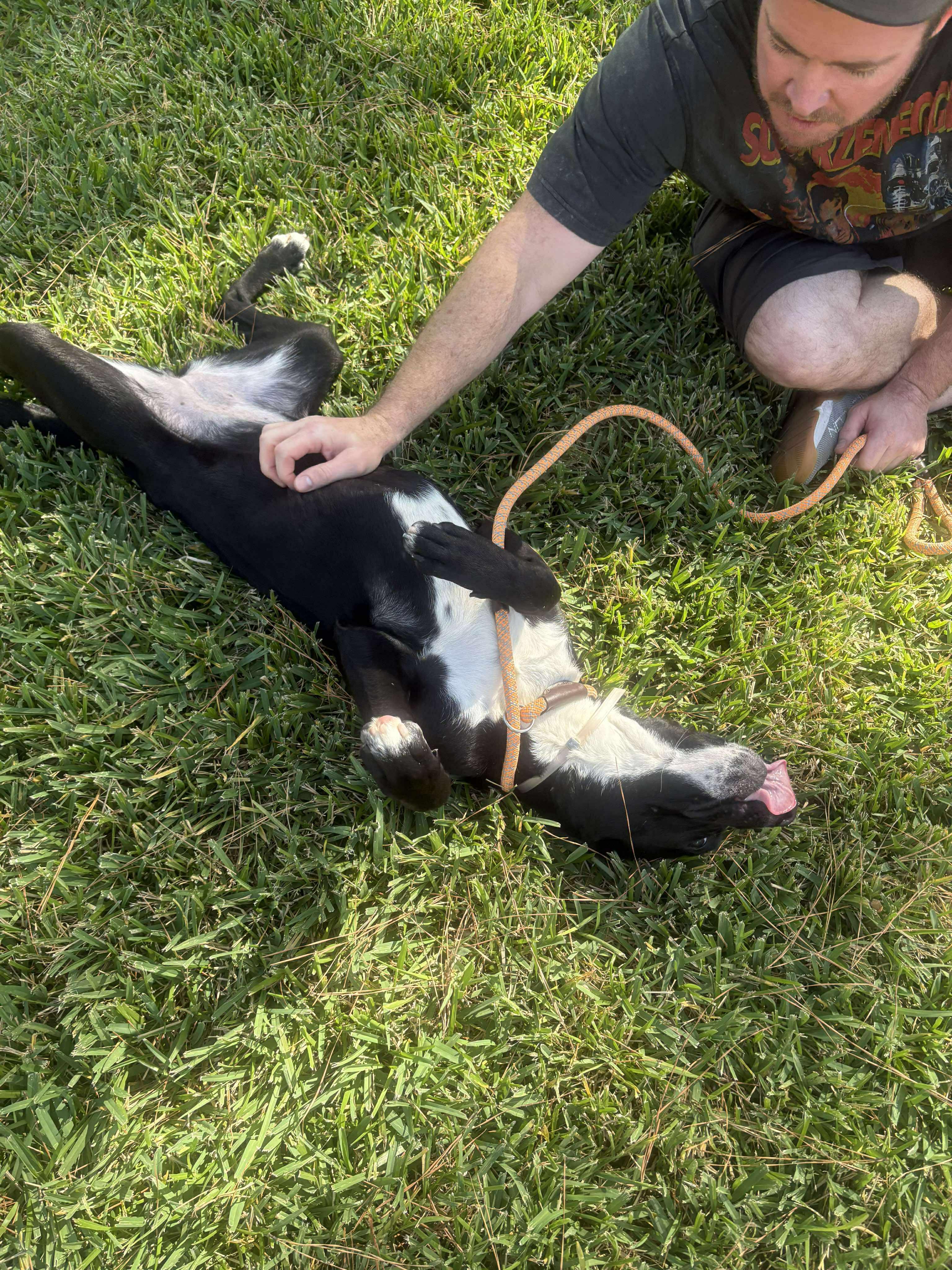Stacy, a Adoptable Black Labrador Retriever in Bozeman, MT image 3/6