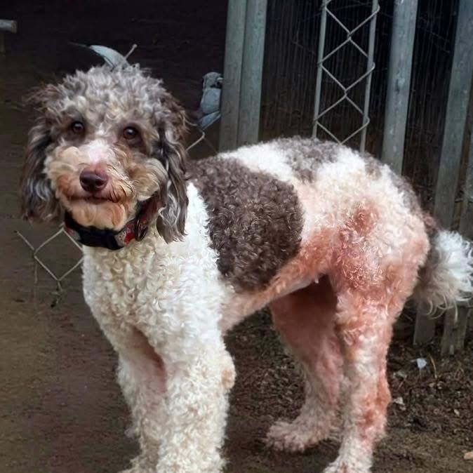 Enlarge Gina , a ADOPTABLE mixed breed in Eugene, OR image 3/3