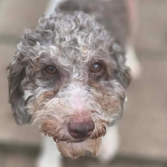 Enlarge Gina , a ADOPTABLE mixed breed in Eugene, OR image 2/3