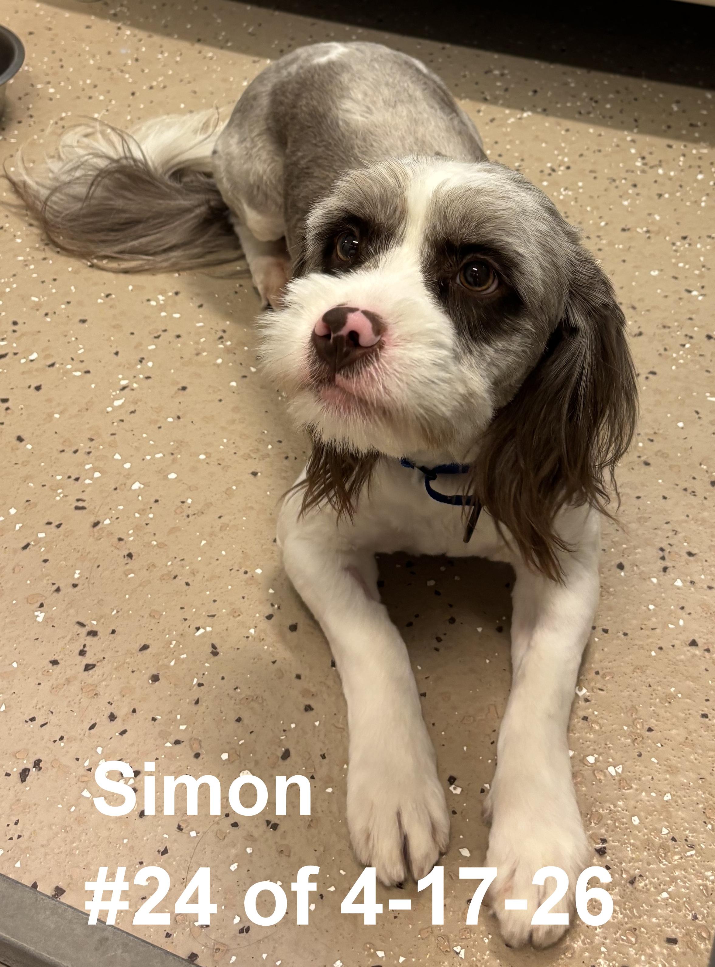 Simon #24 of 4-17-26, adopted, Young Male Poodle & Petit Basset Griffon Vendeen.