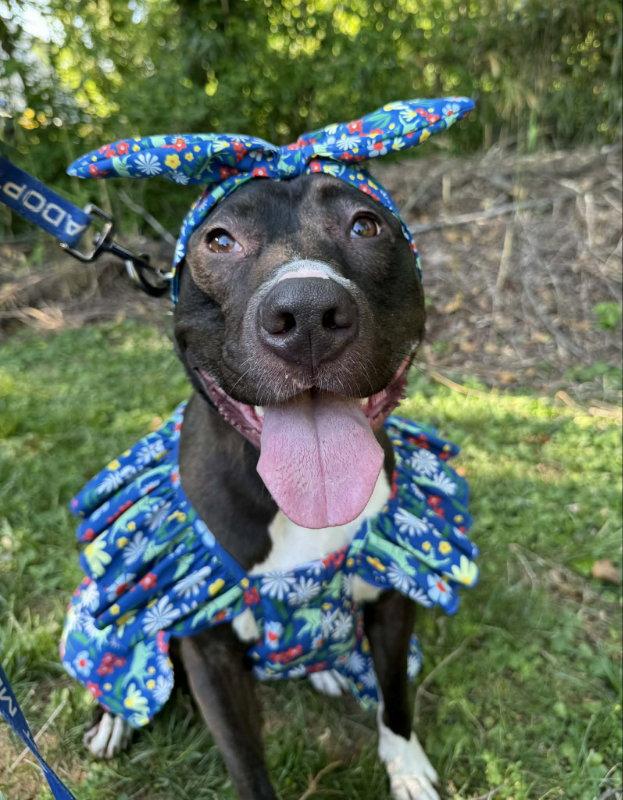 Enlarge Brenda *Adopt*, a Adoptable American Staffordshire Terrier in Fairfax, VA image 1/3