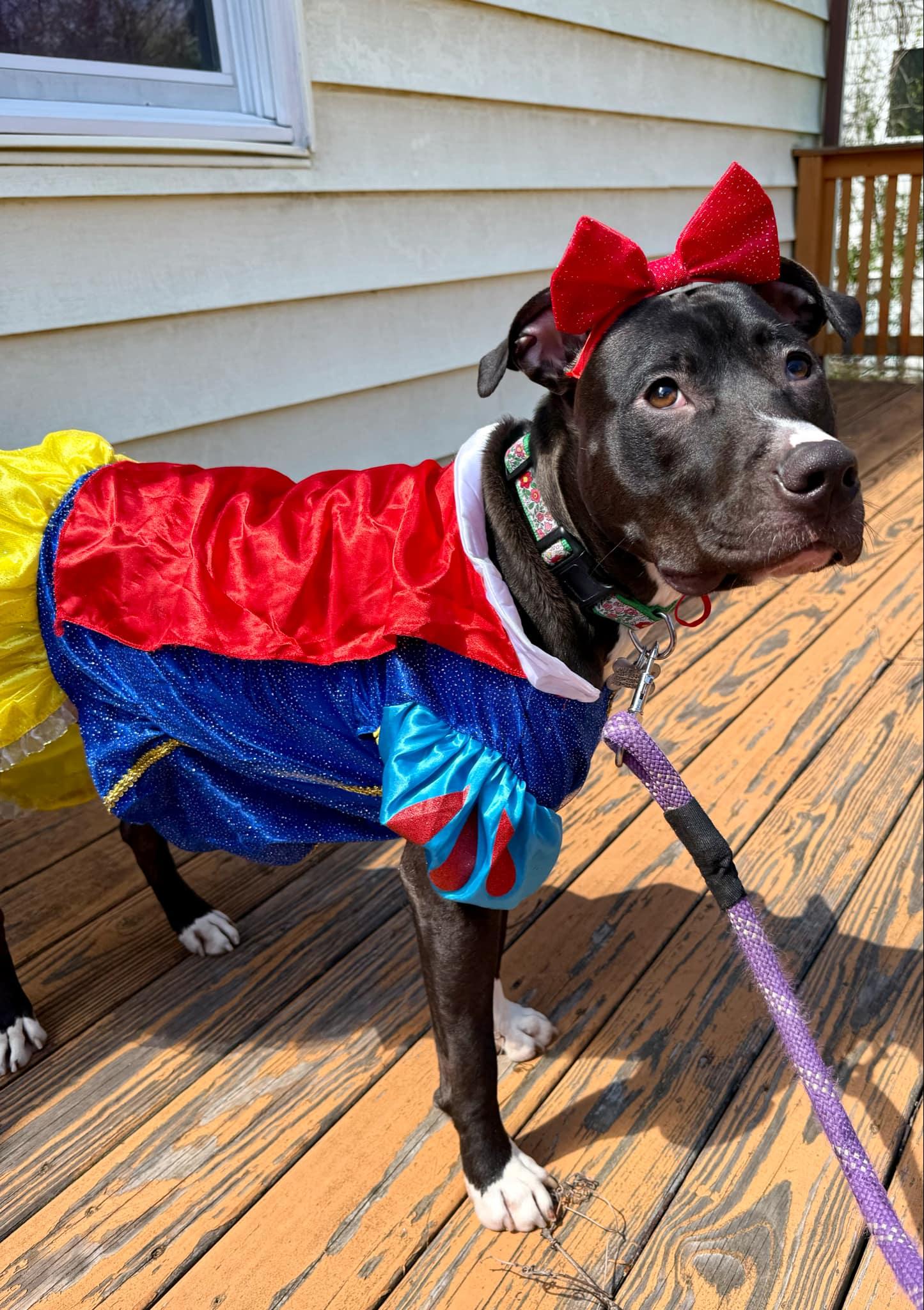 Brenda *Adopt*, Adoptable, Young Female American Staffordshire Terrier.