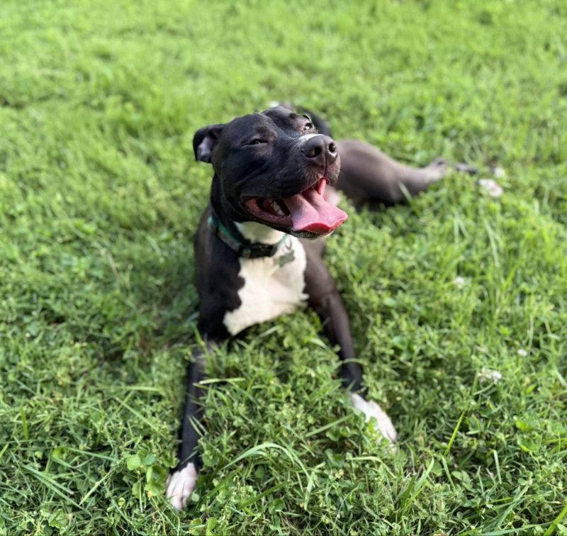 Enlarge Brenda *Adopt*, a Adoptable American Staffordshire Terrier in Fairfax, VA image 2/3