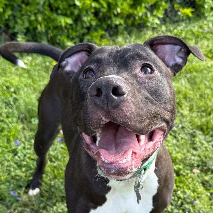 Brenda *Adopt*, a Adoptable American Staffordshire Terrier in Fairfax, VA image 2/3