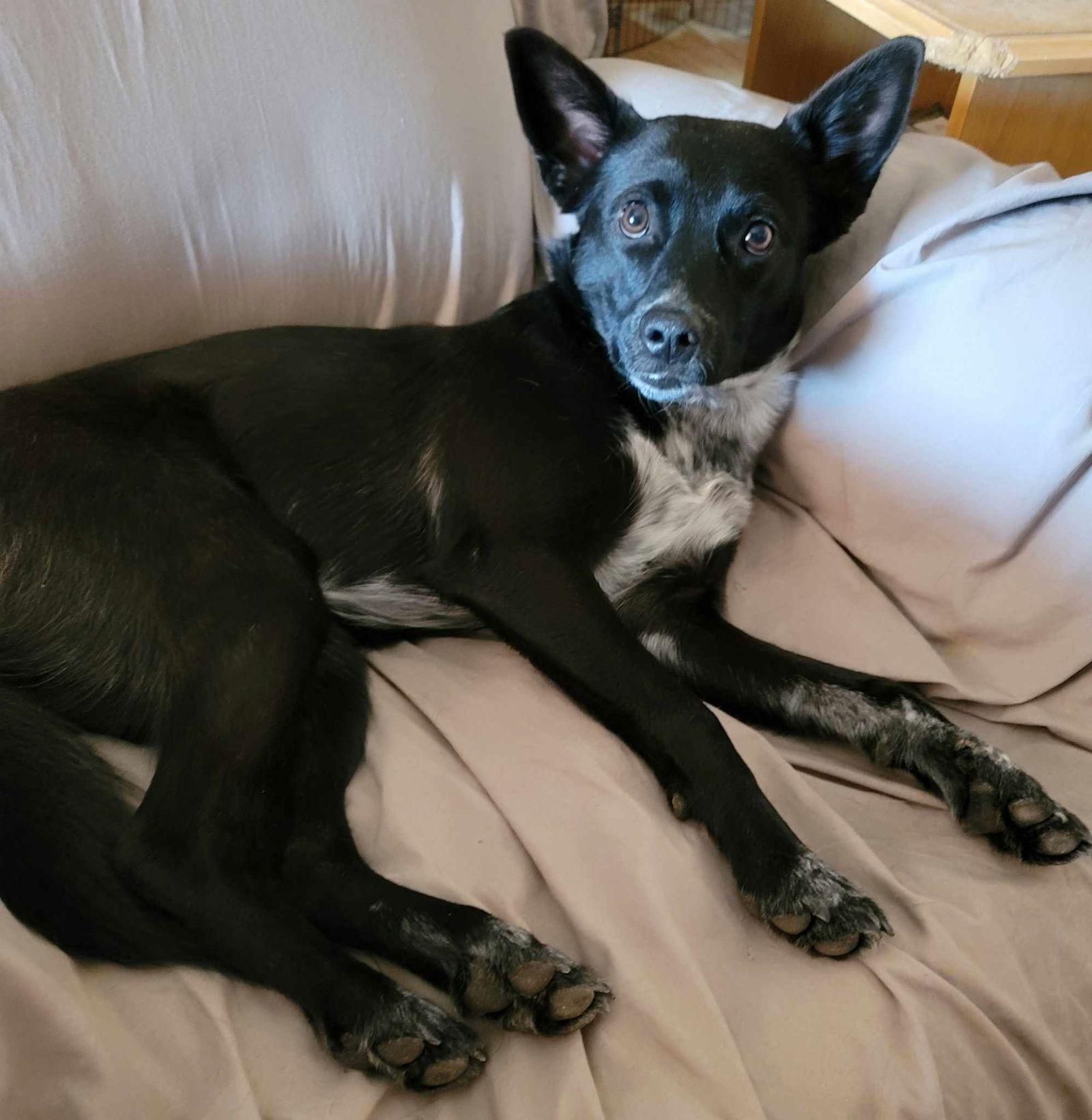 Vi, Adoptable, Adult Female Poodle & Cattle Dog.