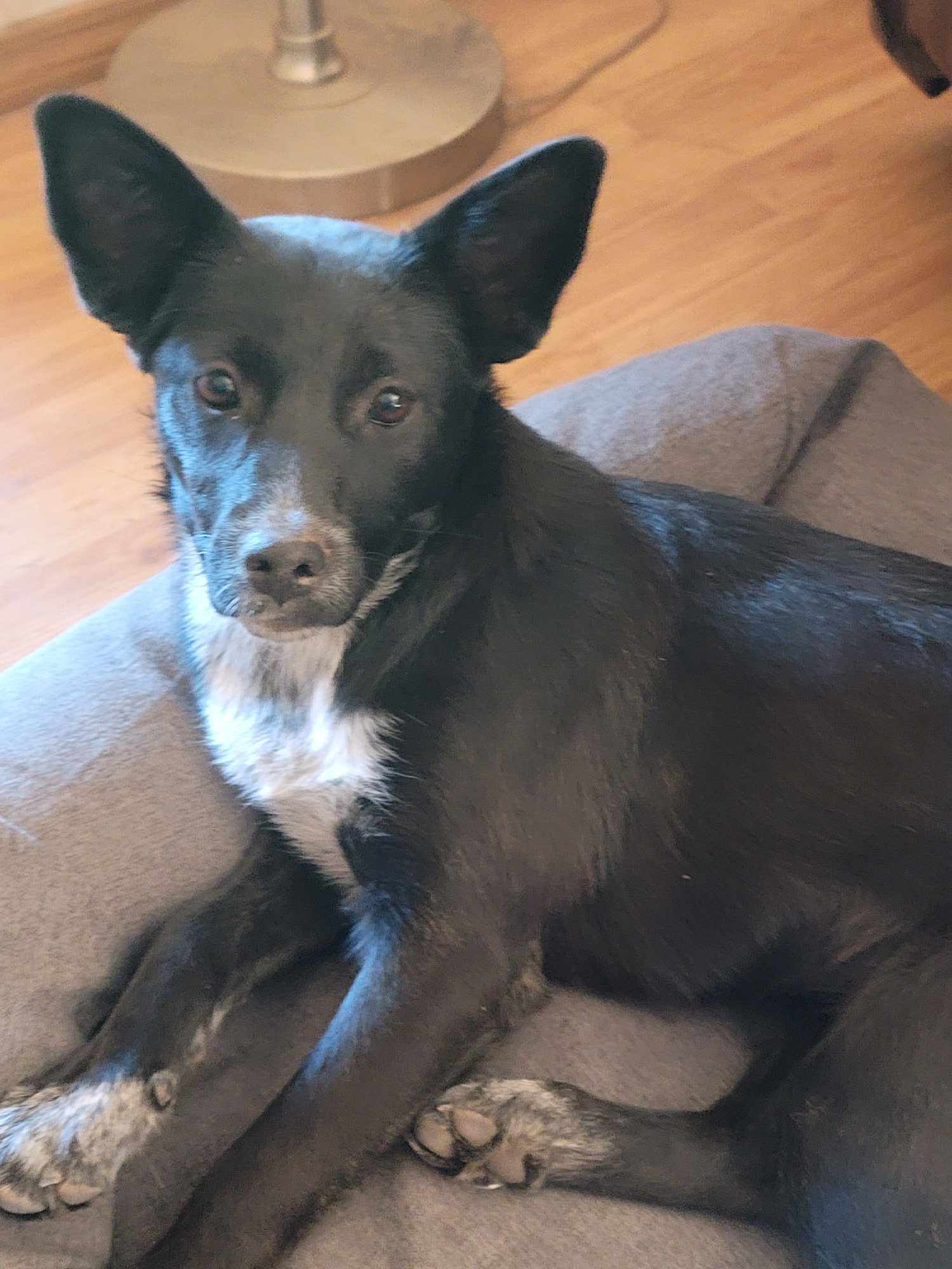 Enlarge Vi, a Adoptable mixed breed in Tucson, AZ image 3/3