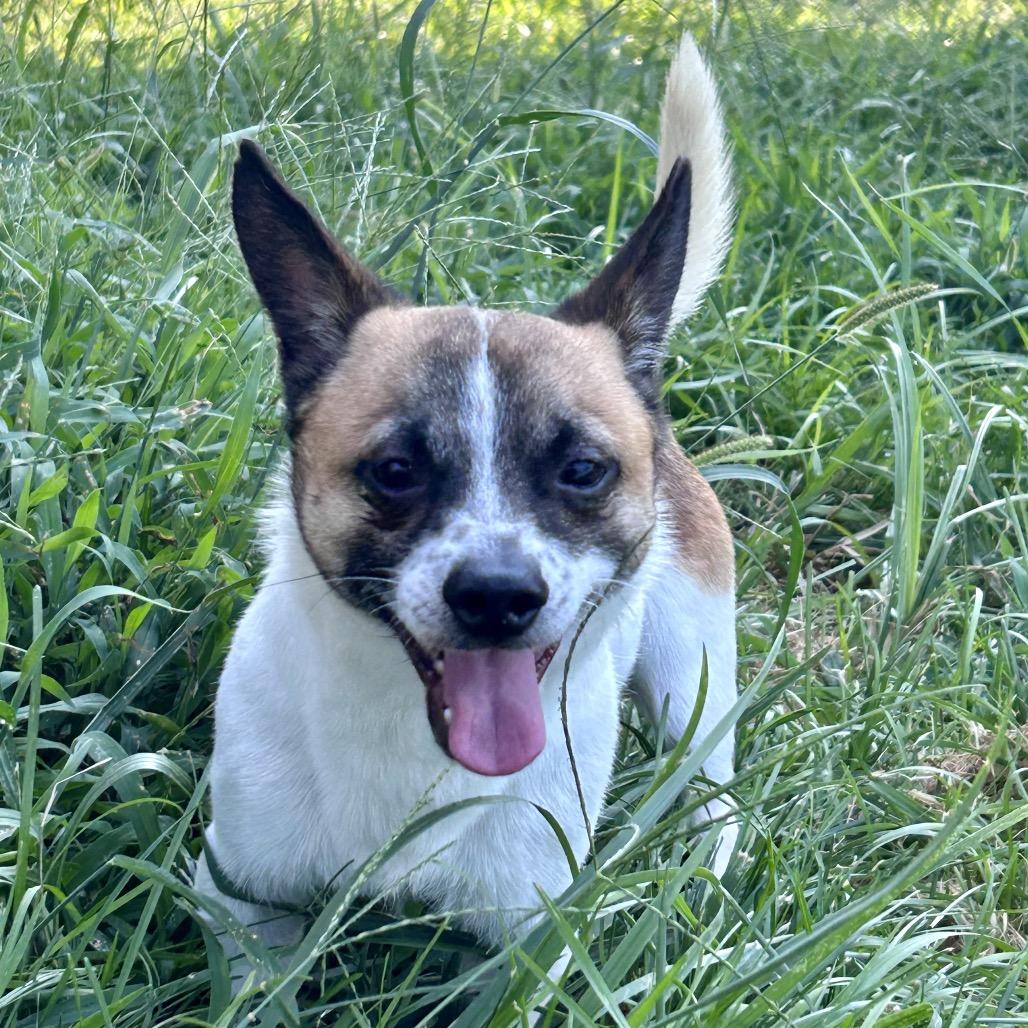 Scooby, a Adoptable mixed breed in Peculiar, MO image 1/6