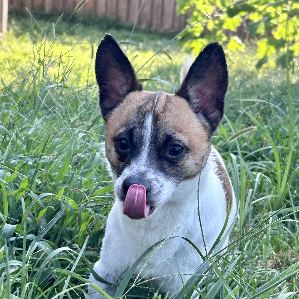 Scooby, a Adoptable mixed breed in Peculiar, MO image 2/6