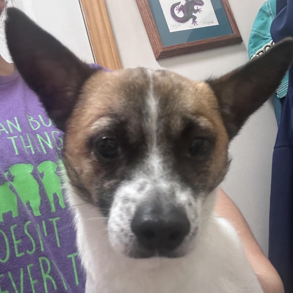 Scooby, a Adoptable mixed breed in Peculiar, MO image 4/6