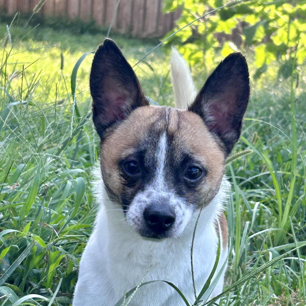 Scooby, a Adoptable mixed breed in Peculiar, MO image 5/6
