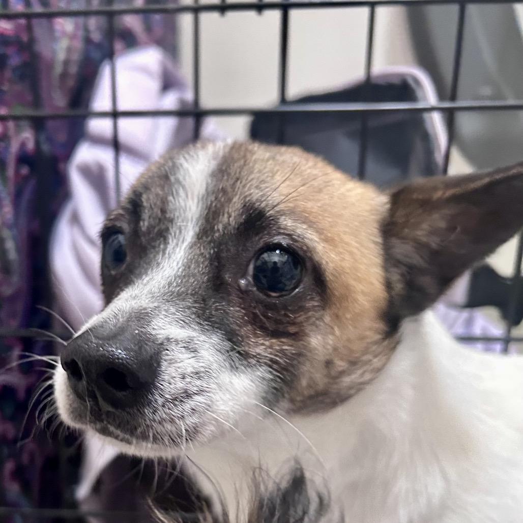 Scooby, a Adoptable mixed breed in Peculiar, MO image 6/6