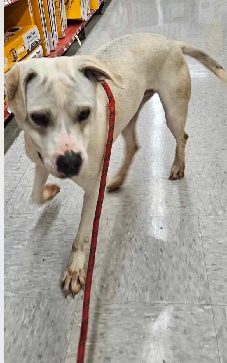 RAZOR, a Adoptable Terrier in Holbrook, NY image 1/3