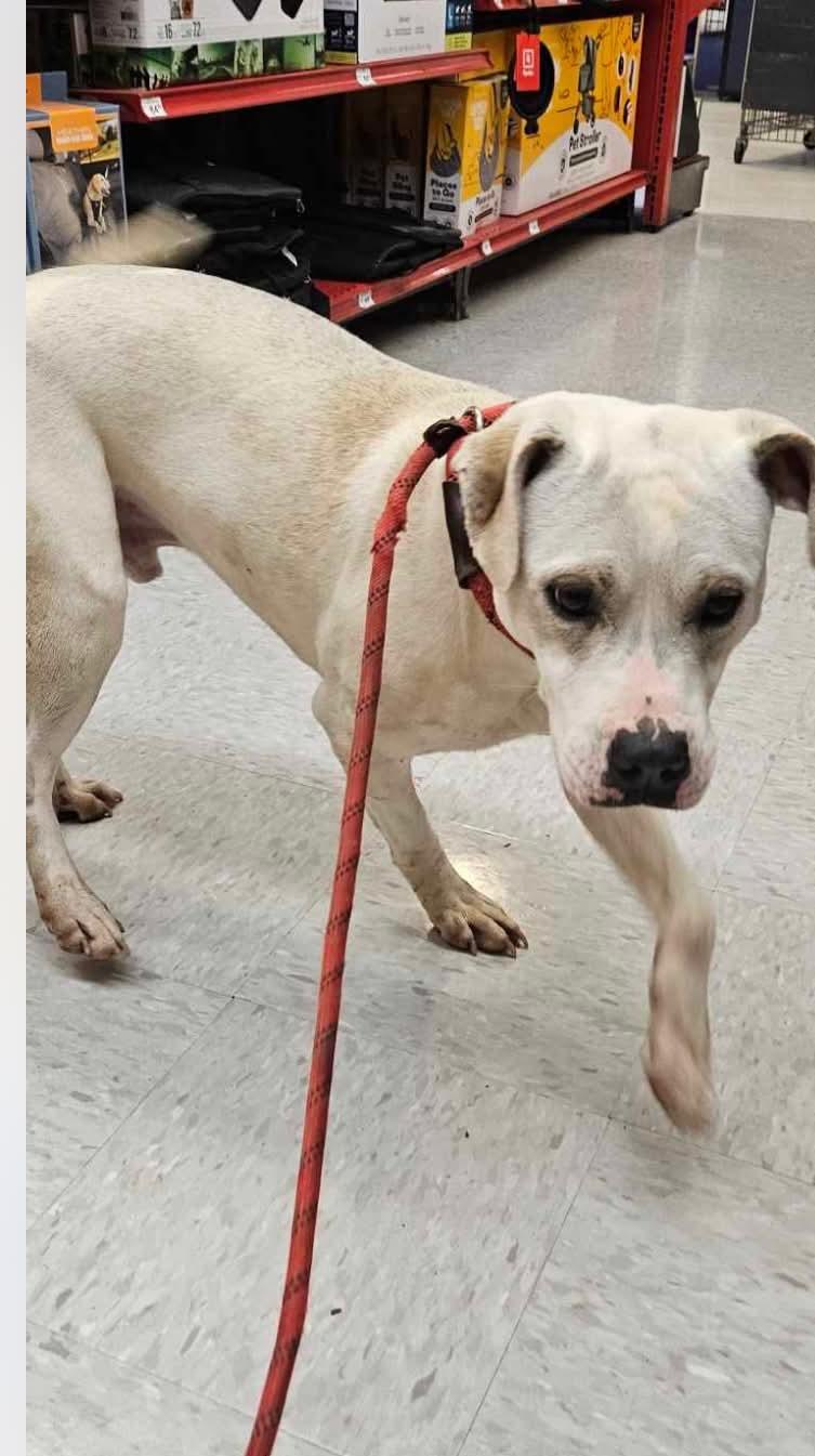 RAZOR, a Adoptable Terrier in Holbrook, NY image 2/3