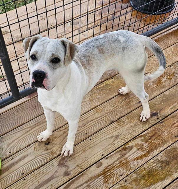 RAZOR, a Adoptable Terrier in Holbrook, NY image 3/3