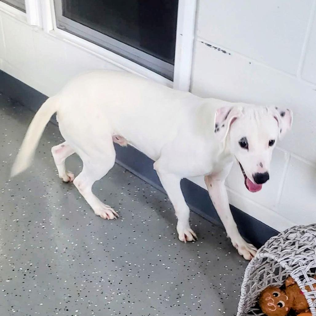 Luke, Adoptable, Young Male Mixed Breed.