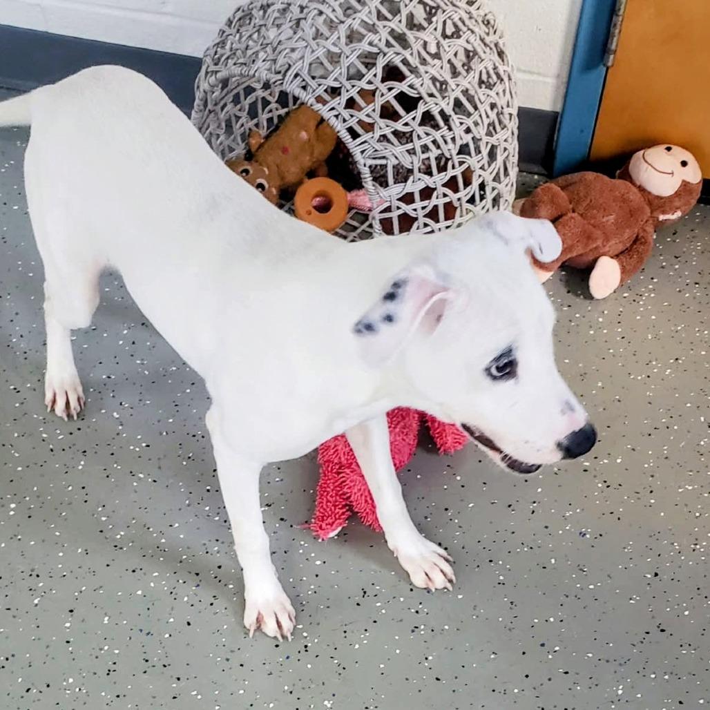 Enlarge Luke, a Adoptable Mixed Breed in Danville, KY image 2/3