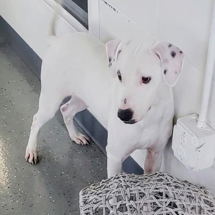 Enlarge Luke, a Adoptable Mixed Breed in Danville, KY image 3/3